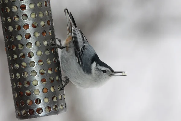 Ak göğüslü sıvacı kuşu besleme — Stok fotoğraf