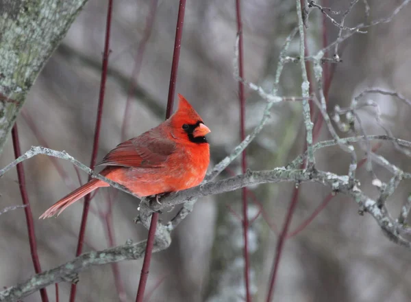 Kardinal bir ağaçta — Stok fotoğraf