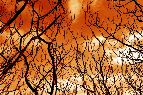 Onheilspellende onvruchtbaar boomtakken — Stockfoto