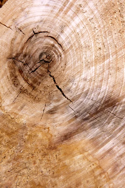 Kesit ağaç — Stok fotoğraf