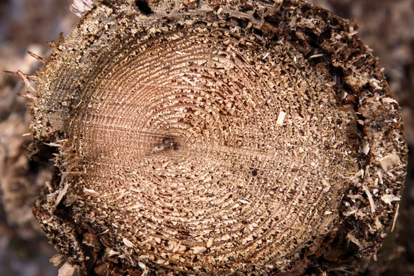 Querschnitt durch Zedernholzstumpf — Stockfoto