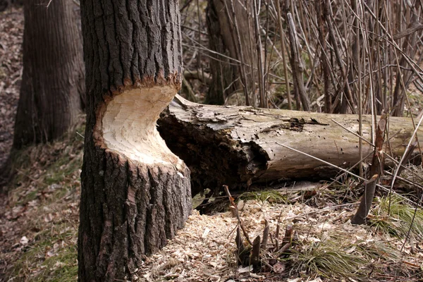 Castor árvore danificada — Fotografia de Stock