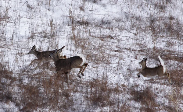 Deer on the Run — Stock Photo, Image