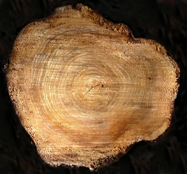 Ağaç güdük kesit — Stok fotoğraf