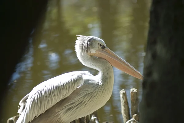 Pelican — Fotografie, imagine de stoc