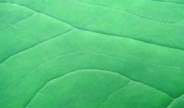 Green leaf of Arum — Stock Photo, Image