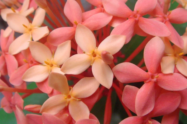 Rangan の花 — ストック写真