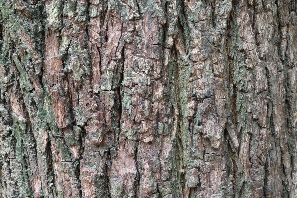 Textura de um tronco de árvore — Fotografia de Stock