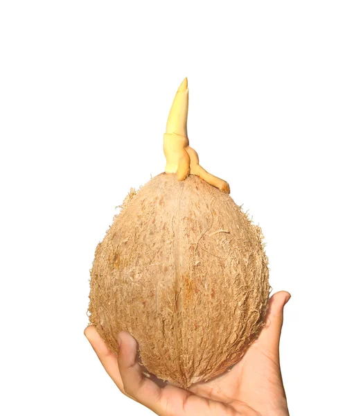 只手握住发芽的椰子 — 图库照片