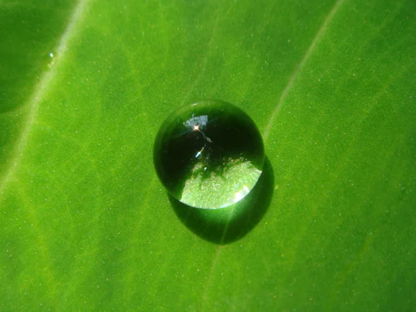 Droplet — Stock Photo, Image