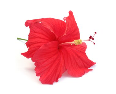 hibiscus çiçeği