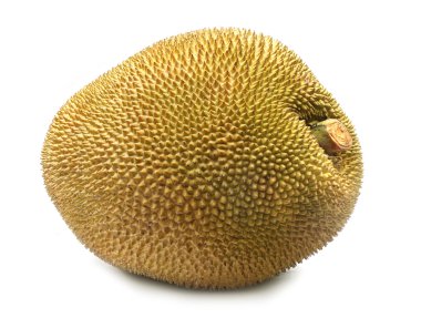 Giant jackfruit clipart