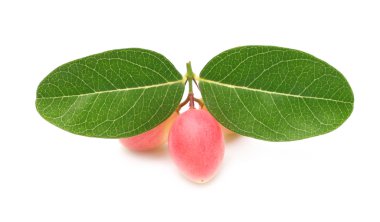 Crimson fruit Koromcha clipart