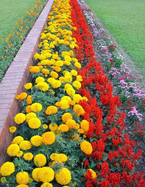 Stock image Flower garden