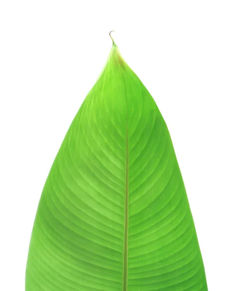 Green leaf of bird of paradise plant — Stock Photo, Image