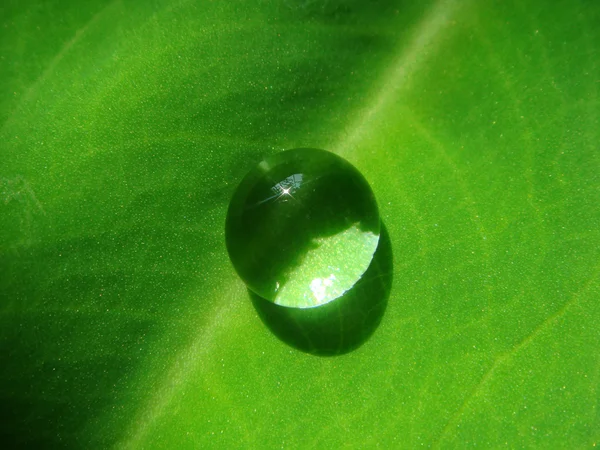 stock image Water drop on a green leaf