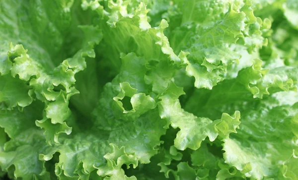 Органічні зеленого салату — стокове фото