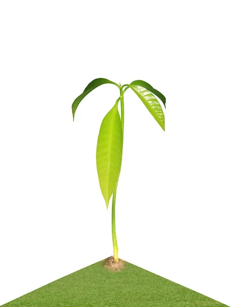 Planta de mango — Foto de Stock