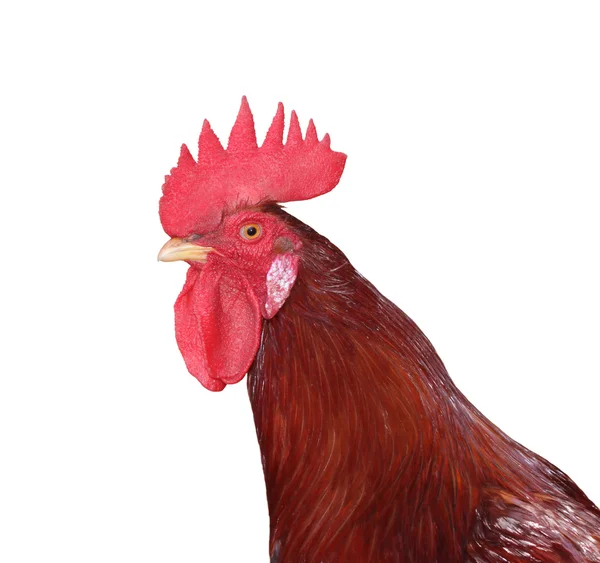 Peine de una polla roja —  Fotos de Stock