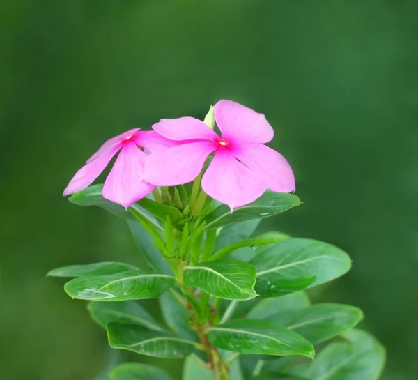 Medicinal Nayantara flower — Stock Photo, Image