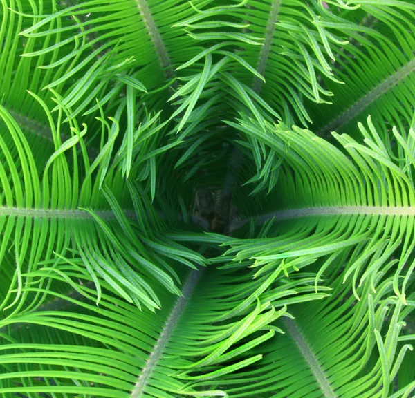 Palm leaves — Stock Photo, Image