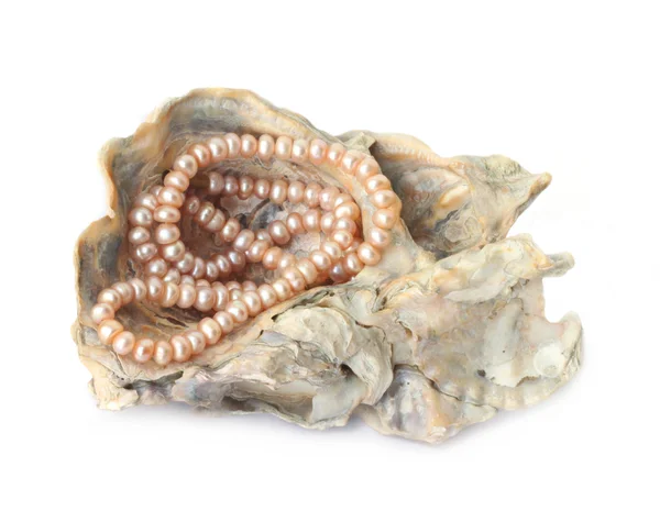 Cadena de perlas en una concha marina — Foto de Stock