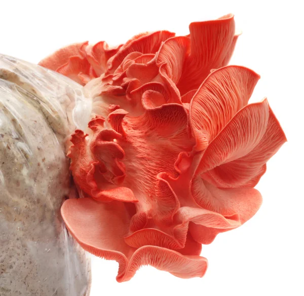 Różowy Grzyb ostrygowaty — Zdjęcie stockowe
