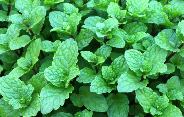 Свіже зелене листя м'яти — стокове фото