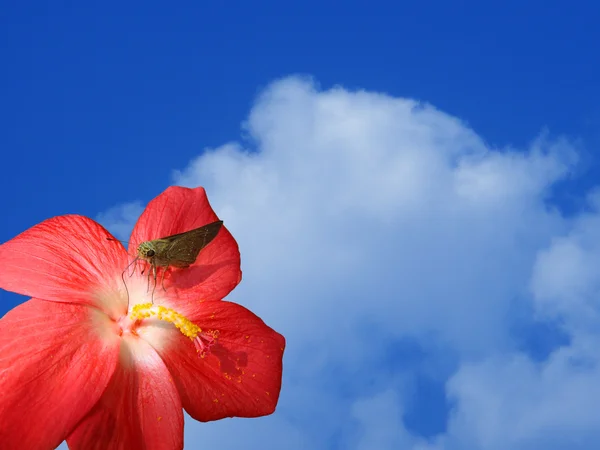 Borboleta em uma flor vermelha — Fotografia de Stock