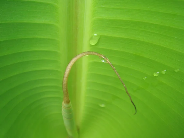 Grünes Bananenblatt — Stockfoto