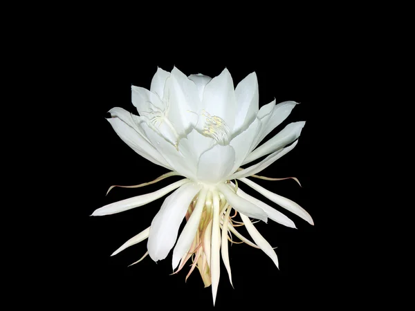 Night queen flower — Stock Photo, Image