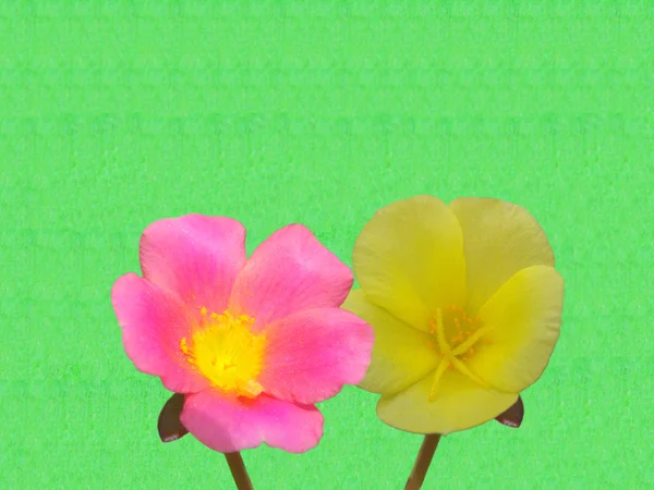Два одинаковых цветка разного цвета — стоковое фото