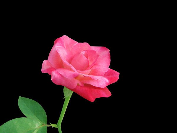 Pink rose over black background