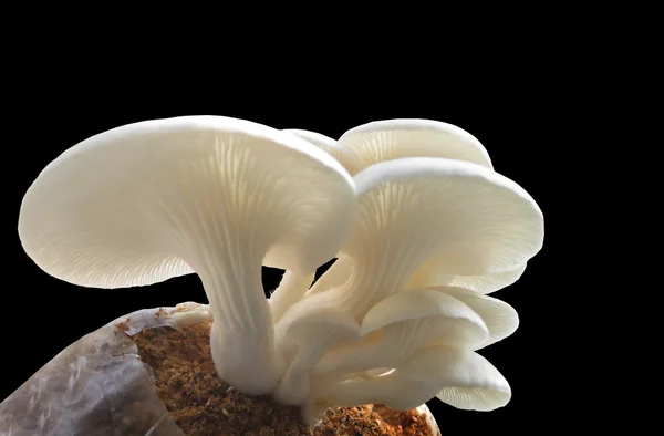 Cogumelo de ostra comestível — Fotografia de Stock