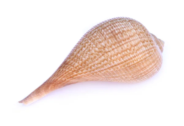 Deniz yumuşakça kabuğu — Stok fotoğraf
