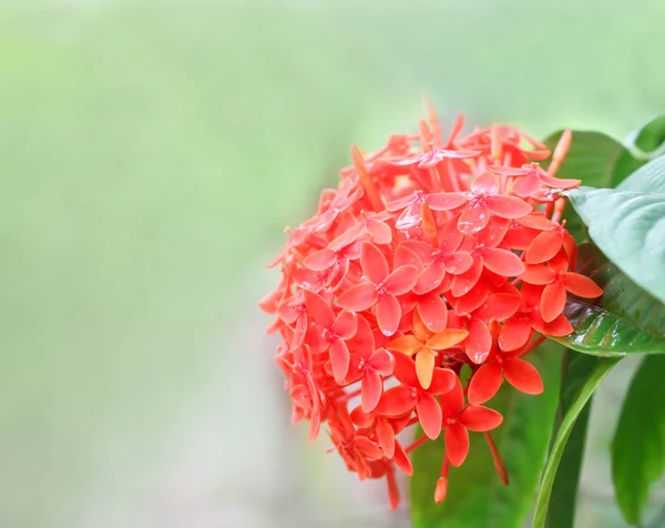 Flor de Rangán — Foto de Stock