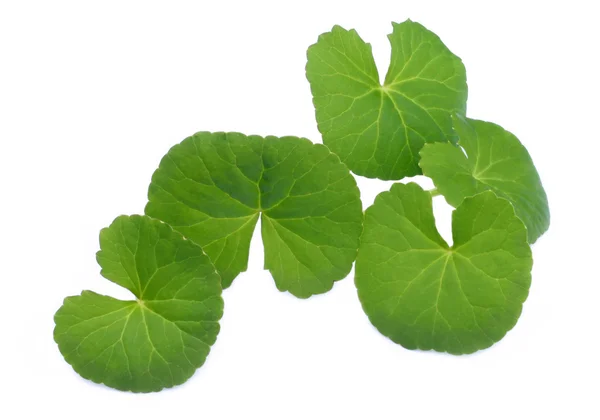 Pflanzliche Thankuni-Blätter — Stockfoto