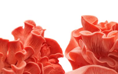 Pink oyster mushrooms clipart