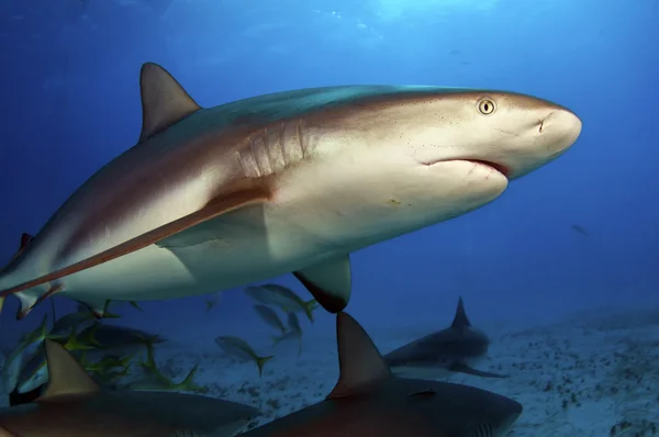 Caribbean Reef Shark Stock Image