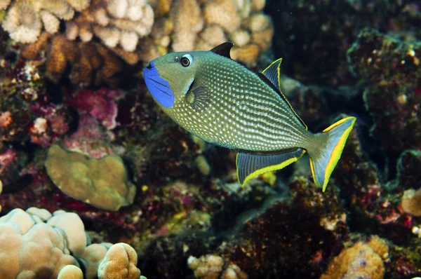 Pesce grilletto dalla gola blu — Foto Stock