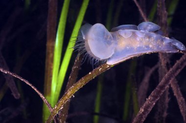 Hooded Nudibranch clipart