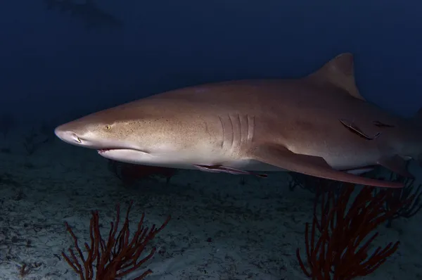 El Tiburón Limón Incomprendido — Foto de Stock