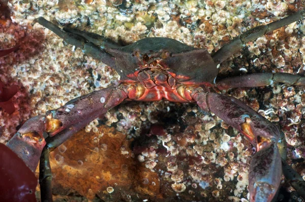 海带蟹 — 图库照片