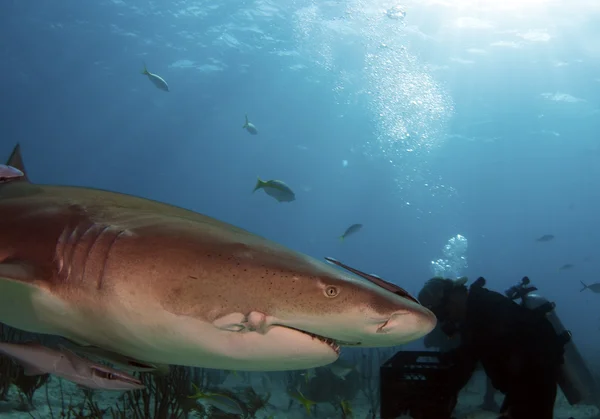 Yaralı köpek balığı — Stok fotoğraf