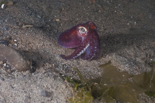 Tupé chobotnice — Stock fotografie