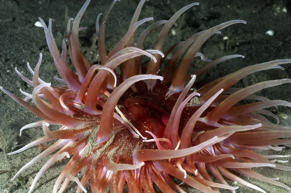 Zand steeg anemone — Stockfoto