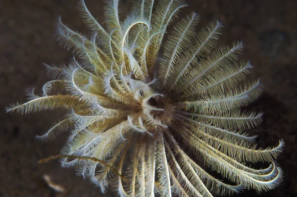 Feather Duster Worm — Stock Photo, Image
