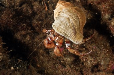 Hermit Crab clipart