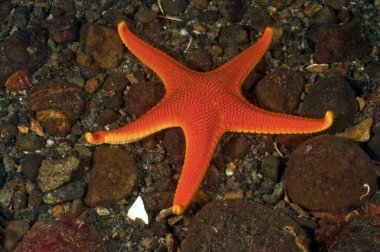 Vermilion Sea Star clipart