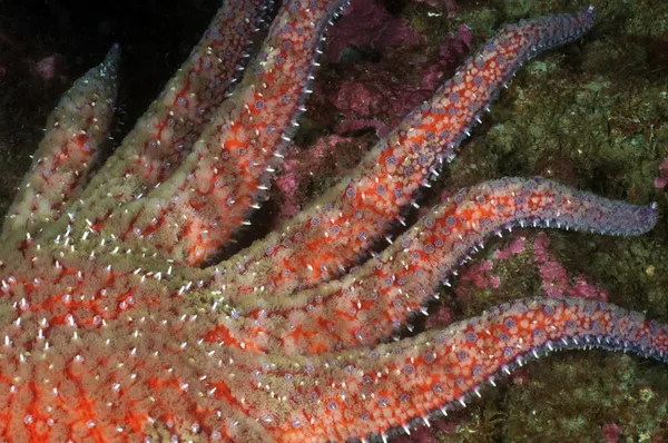ひまわりの海の星 — ストック写真